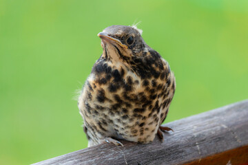 Chick of Fieldfare are sitting on handrail. Summer season in Lithuania