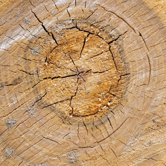 texture wood cut close-up