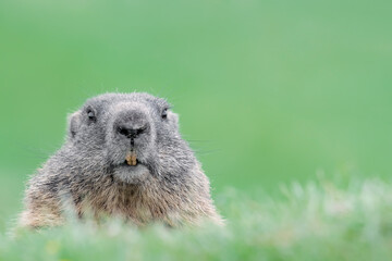 Face to face with Alpine marmot (Marmota marmota)