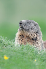 Naklejka na ściany i meble Alpine marmot in summer season (Marmota marmota)