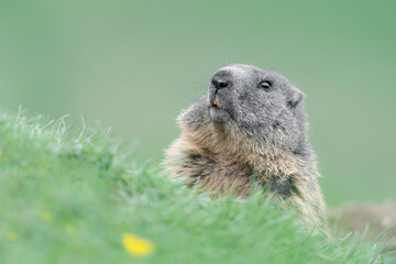 Portrait of isolated Marmot in the grass (Marmota marmota)