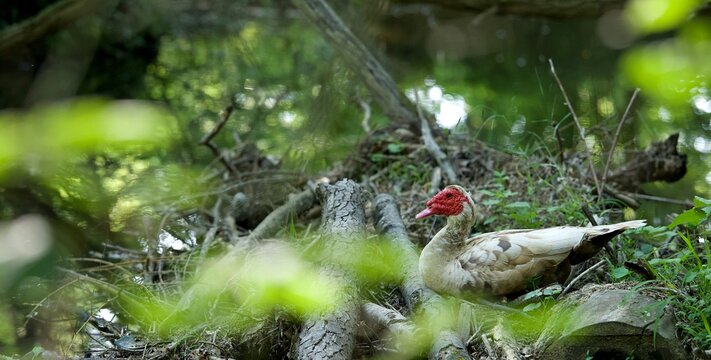 Canard de barbarie en liberté - oiseau animal sauvage rivière ruisseau