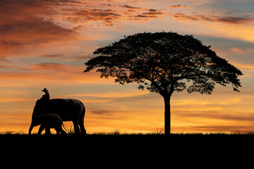 Naklejka na ściany i meble Silhouette elephant herder under big tree with sun sky background.