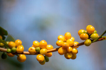 Yellow coffee bean berry plant fresh seed coffee tree growth in Yellow Bourbon eco organic farm. Close up yellow ripe seed berries harvest arabica coffee garden. Fresh coffee bean green leaf bush