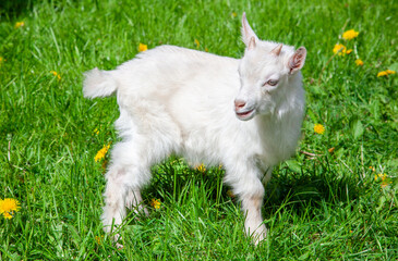 Cute white baby goat standing on a green grass. Goat yeanling. Goatling.