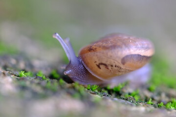 Blur snail crawing on ground