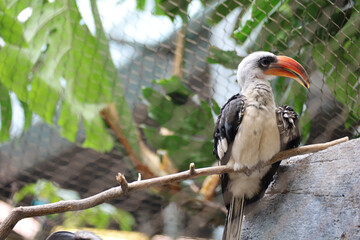 Northern red-billed hornbill (Tockus erythrorhynchus), Kansas City Zoo, USA © Matthew Fowler/Wirestock