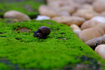 Black snail on grass with stone