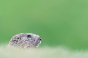 Alpine marmot in the grass (Marmota marmota)