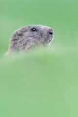 Fine art portrait of Alpine marmot in the grass (Marmota marmota)