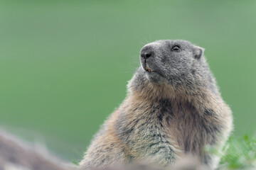 The Alpine marmot (Marmota marmota)