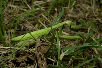 Green praying Mantis in the grass