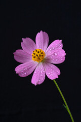 Pink Cosmos flower with water drops on a black background.