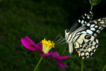 Large Tree Nymph butterfly feeding on a pink Cosmos flower