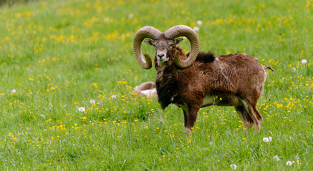 Europäischer Mufflon - Ovis gmelini musimon