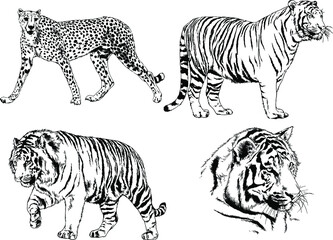 vector drawings sketches different predator , tigers lions cheetahs and leopards are drawn in ink by hand , objects with no background