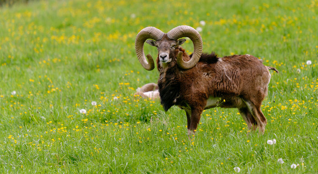 Europ&auml;ischer Mufflon - Ovis gmelini musimon