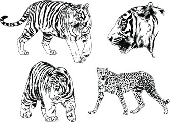 vector drawings sketches different predator , tigers lions cheetahs and leopards are drawn in ink by hand , objects with no background	
