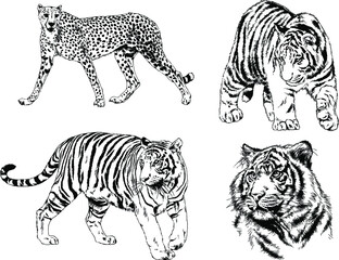 vector drawings sketches different predator , tigers lions cheetahs and leopards are drawn in ink by hand , objects with no background	
