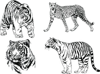 vector drawings sketches different predator , tigers lions cheetahs and leopards are drawn in ink by hand , objects with no background	
