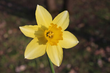 Macro shot of a daffodil flower. Yellow plant background