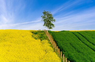 Rapeseed field and lonely tree on a background of blue sky border of rapeseed field and grass