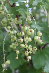 grüne Johannisbeeren hängen am Busch