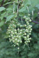 grüne Johannisbeeren hängen am Busch