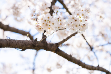 Obraz premium 桜2021