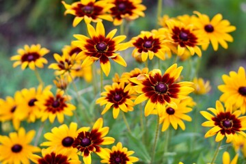 花のクローズアップ