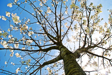 ALMENDRO. PRUNUS DULCIS