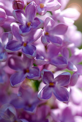 SYRINGA VULGARIS. LILA COMÚN