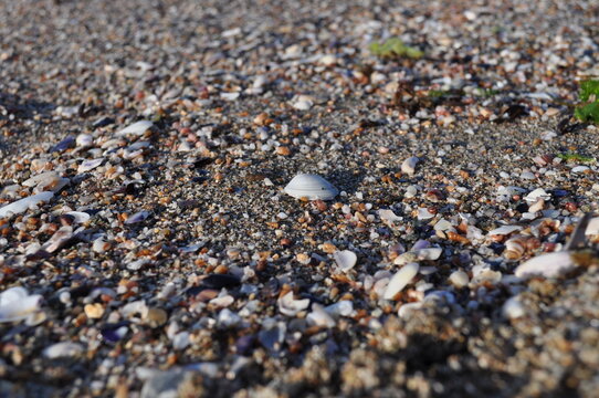 Close up picture of coarse sand of crushed mussels and pebbles, a white mussel shell.