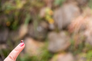 Ladybug on the finger of a woman with painted nail.The photo is taken outside, has a horizontal format and a great blur in the background.