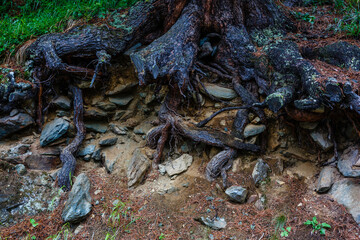 tree roots and sunshine in a green forest