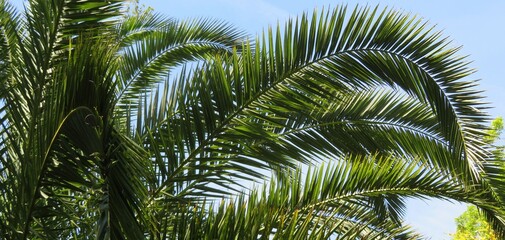 Beautiful palm tree branches on blue sky background in Florida nature