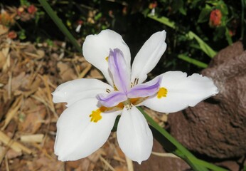 Fototapeta na wymiar Beautiful white iris flower in Florida nature, closeup