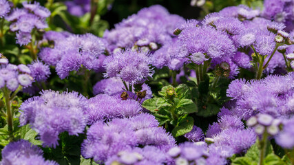 Obraz premium Ageratum