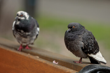 Rock doves, common pigeons, feral pigeons. Close up doves sitting on the bench and curiously looking on camera. Wild birds gray color close-up on a blurred background.
