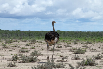 ostrich in etosha national park, namibia