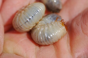 Top view close-up of many  snout beetle larva or  Grubs   (Curculionidae) living in the soil of a lawn, collected in the hand while gardening.