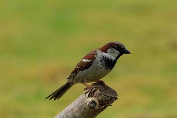 Common house sparow (Parus major) Pirched on a cut off tree branch, green grass background
