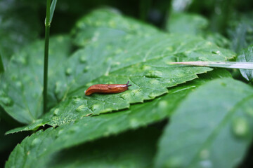 An orange slug crawled along the green leaf of the plant. Garden pest. Nature after the rain