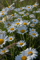 Obraz na płótnie Canvas Blooming daisies. Daisy. Flower. Summer.