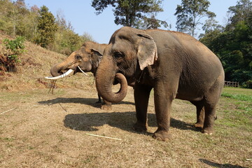 Naklejka na ściany i meble A pair of elephants in the wild. Elephant with tusks, the elephant stands calm