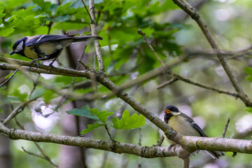 Great Tit fledgling perched in a tree and begging for food from a parent