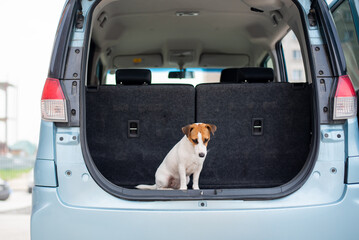 Jack russell terrier dog sits in the trunk of a car and is ready to travel
