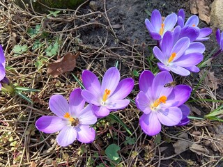 Violet crocus saffron flower photo. Beautiful spring or summer saffron blooming ultra violet plant....
