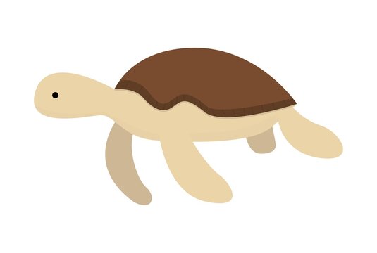 Vector illustration. One element sea turtle isolated on white background. Can be used to create designs for banners, posters, etc.