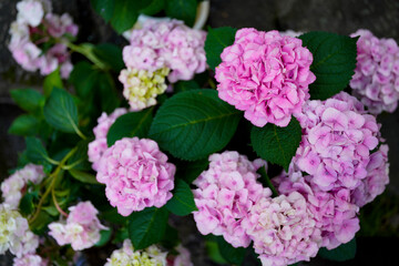 Hasedera Temple in Nara in 2021.